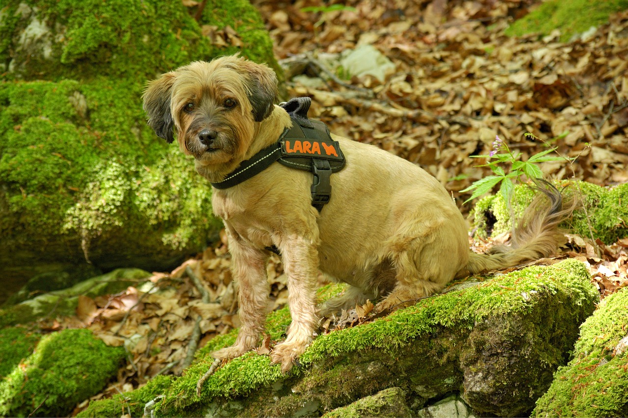 How to Choose the Right Harness for Your Pet